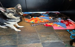 German Shepherd dogs for sale: Pure breed German Shepherd puppies  - Image 10