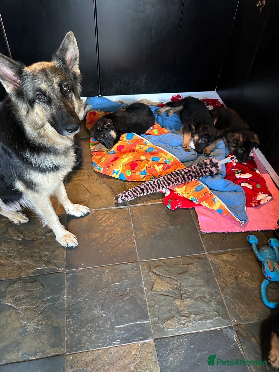 German Shepherd dogs for sale: Pure breed German Shepherd puppies  - Image 10