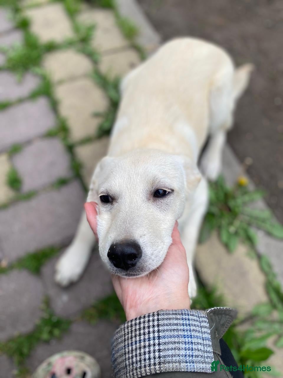 Mixed Breed dogs ❤️🐶 TOSCA – A LITTLE RAY OF SUNSHINE - Advert 1