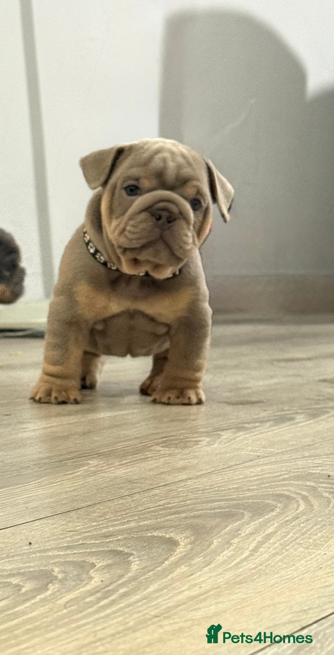 English Bulldog dogs for sale: Stunning English Bulldog Puppies - Advert 4