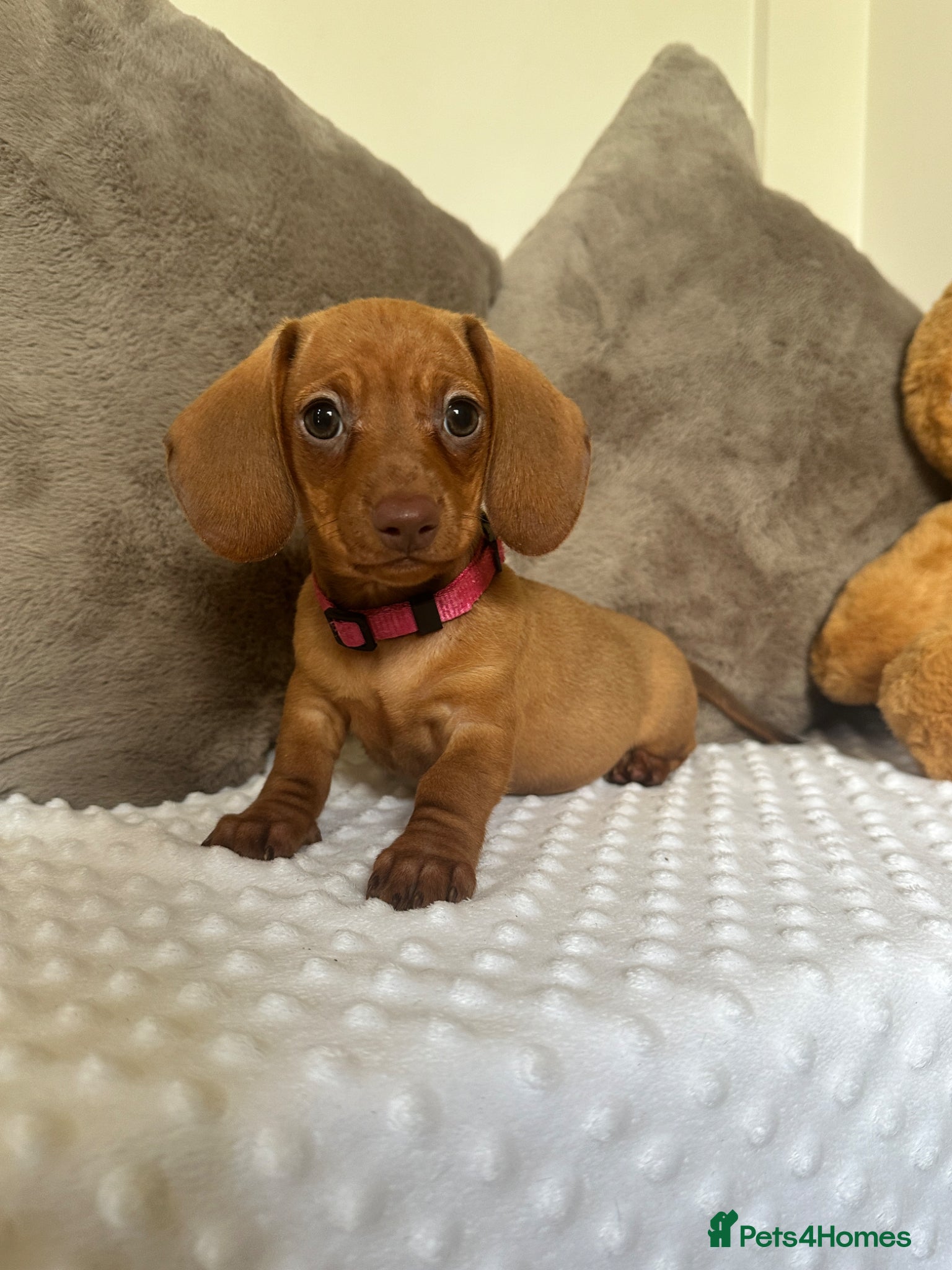 Miniature Dachshund dogs ⭐️⭐️⭐️⭐️⭐️KC champion miniature dachshunds ready   - Advert 1