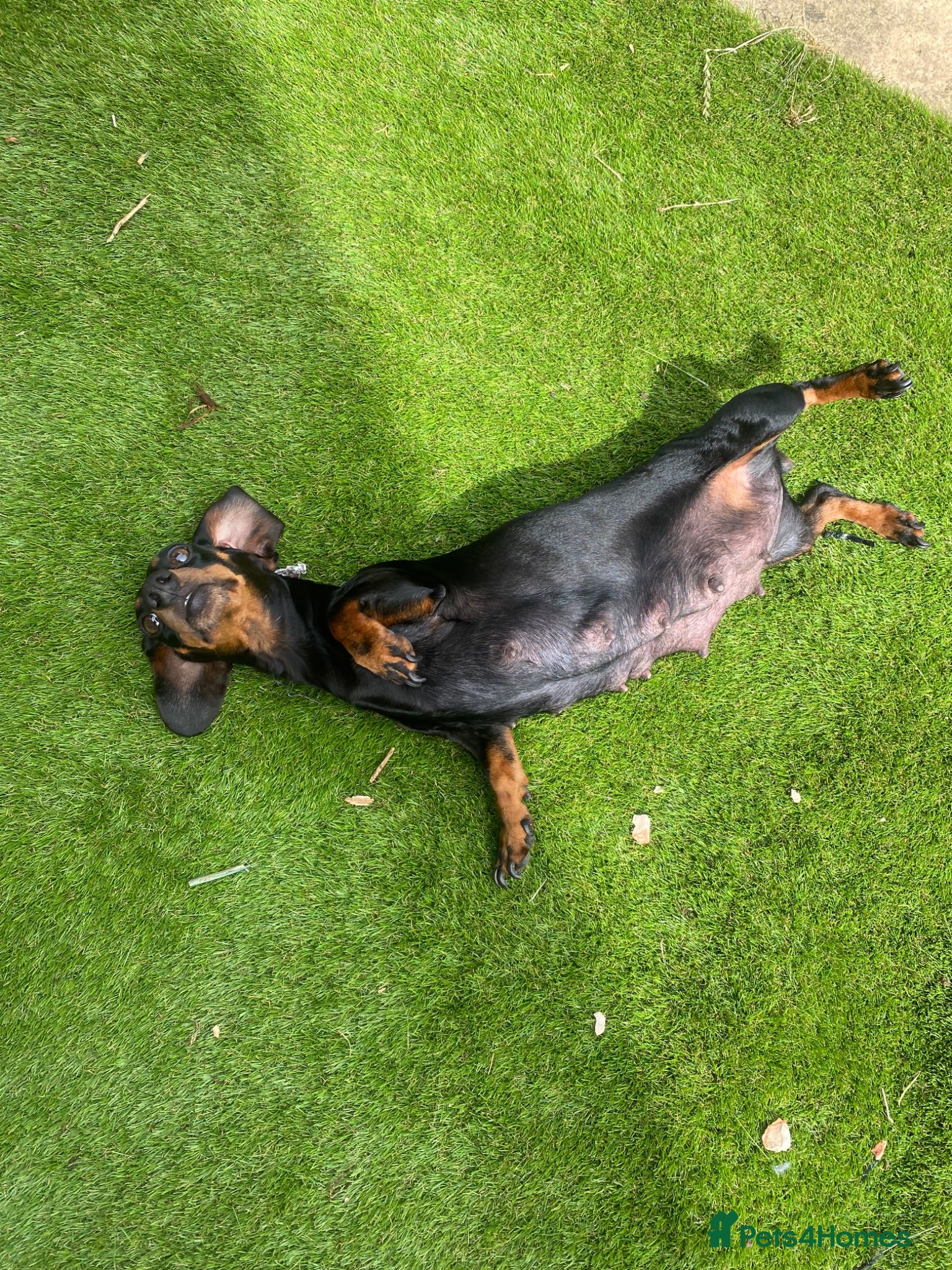 Miniature Dachshund dogs Mini dachshund puppies  - Advert 1