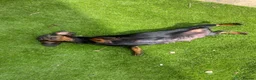Miniature Dachshund dogs for sale: Mini dachshund puppies  in Dalkeith - Advert 1