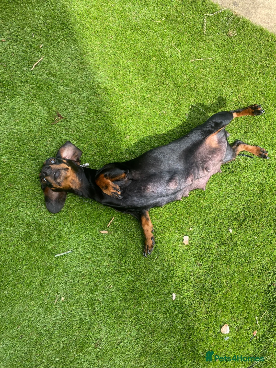 Miniature Dachshund dogs for sale: Mini dachshund puppies  in Dalkeith - Advert 1