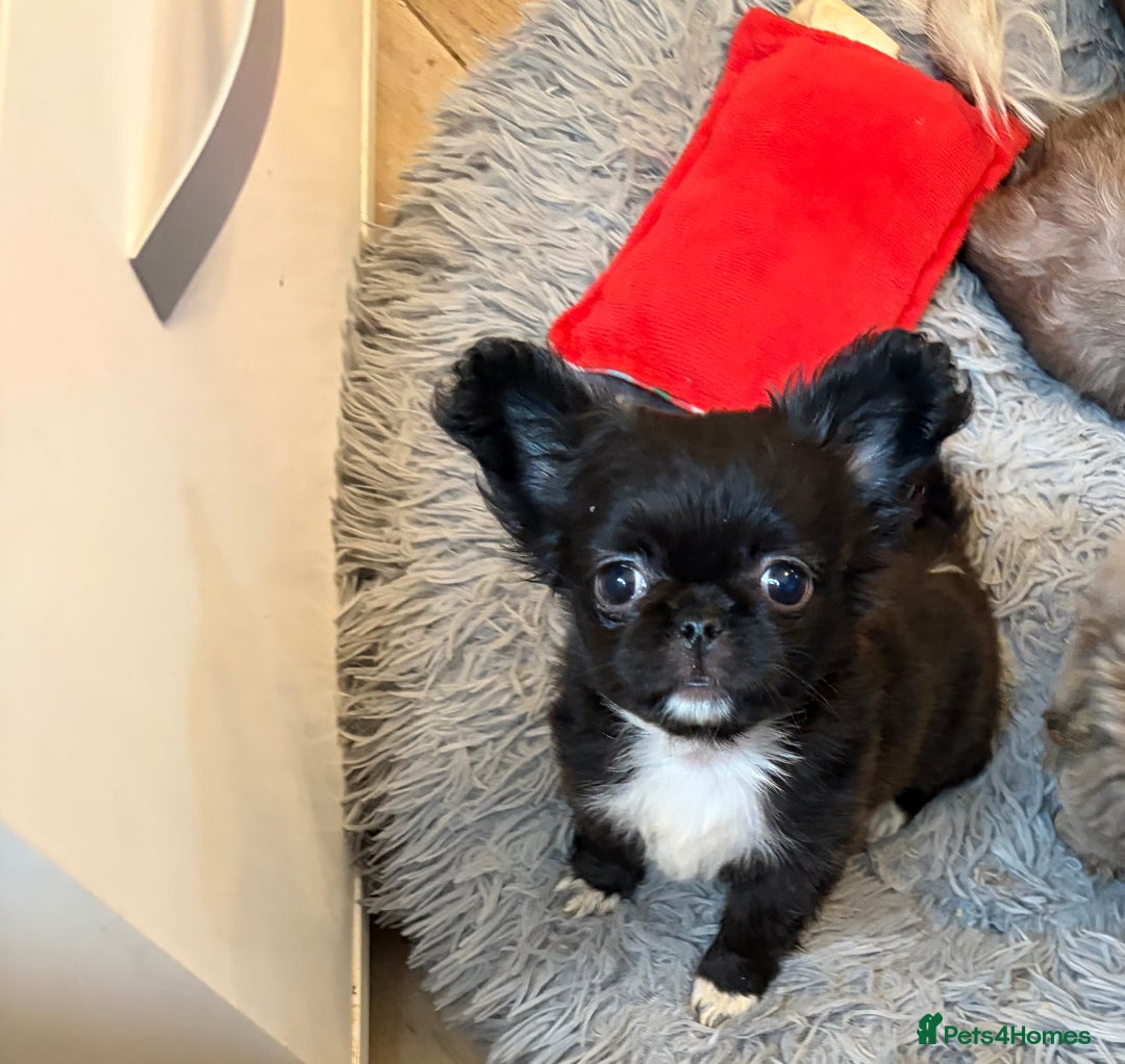 Chihuahua dogs for sale: incredible black long coat girl - Advert 1