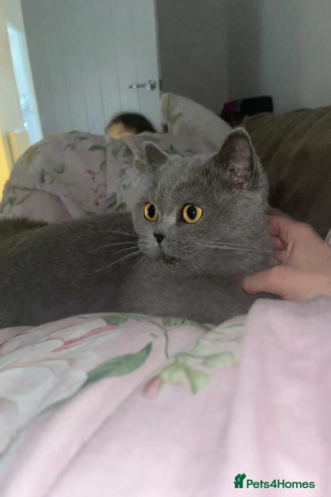 British Shorthair cats for sale: Blue British shorthair  - Advert 2