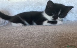 British Shorthair cats for sale: Beautiful British Shorthair Kitten Male  - Image 2