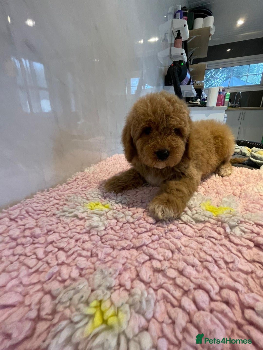 Cavapoo dogs for sale: Beautiful cavapoo puppies - Advert 9