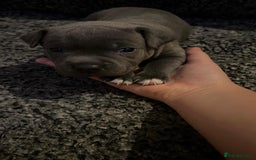 Staffordshire Bull Terrier dogs for sale: Blue Staffordshire bull terrier puppies  - Image 10