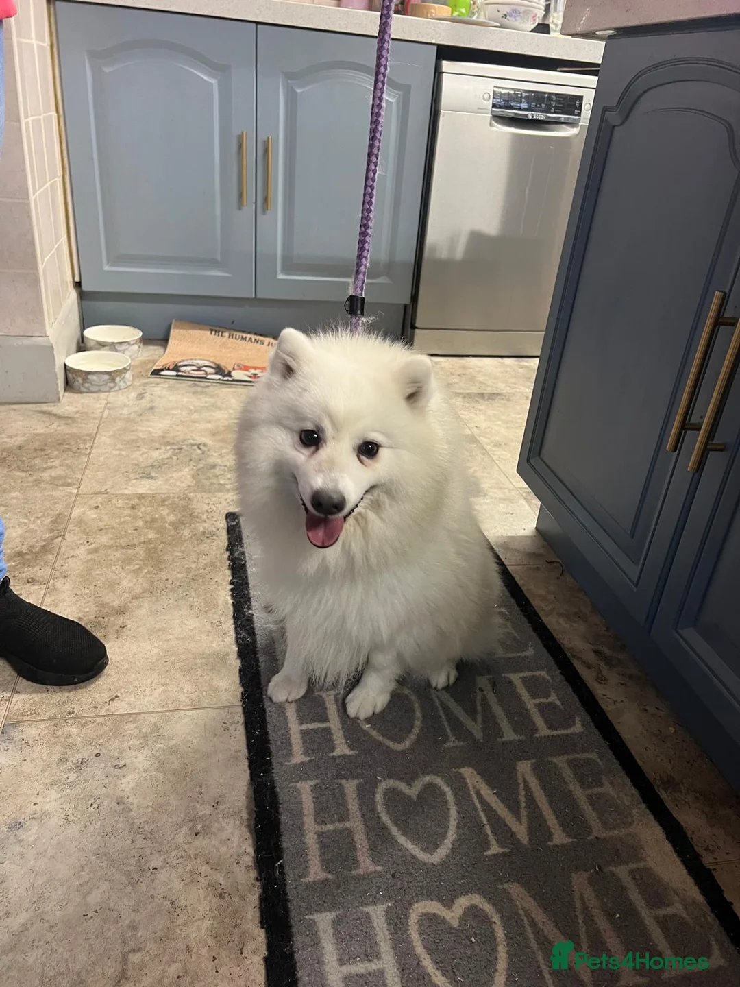 Japanese Spitz dogs for sale: Japanese Spitz Puppies - Advert 2