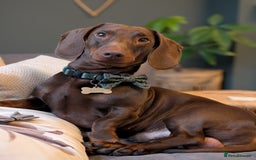 Dachshund dogs for stud: Standard Dachshund for stud - Image 2