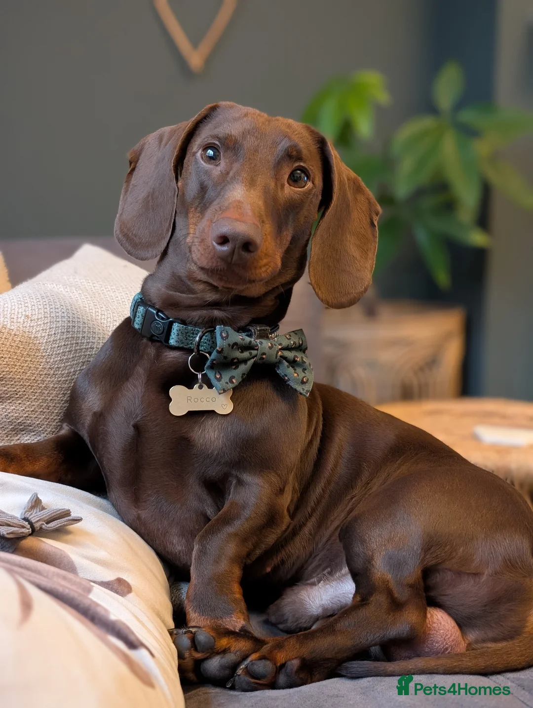 Dachshund dogs for stud: Standard Dachshund for stud - Advert 2