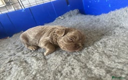 French Bulldog dogs for sale: Stunning Rare Fluffy French Bulldog Puppies - Image 8