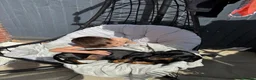 Dachshund dogs for stud: Mr Prince Ben  - Advert 12