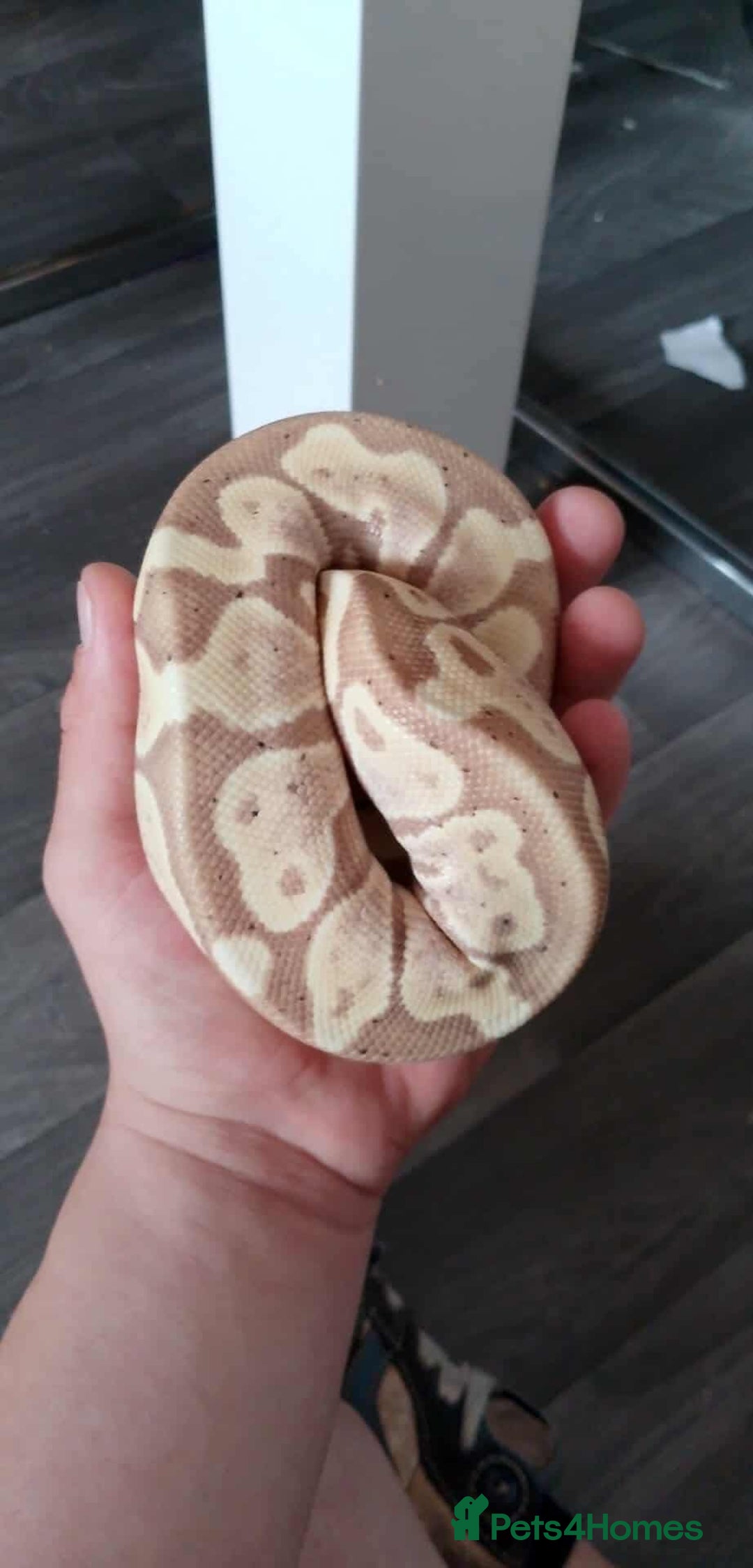 Python Snake reptiles for sale: Banana python  - Image 2