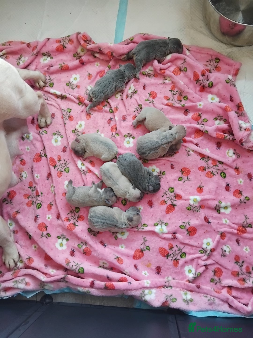 French Bulldog dogs for sale: beautiful chunky French bulldog puppies  - Image 2