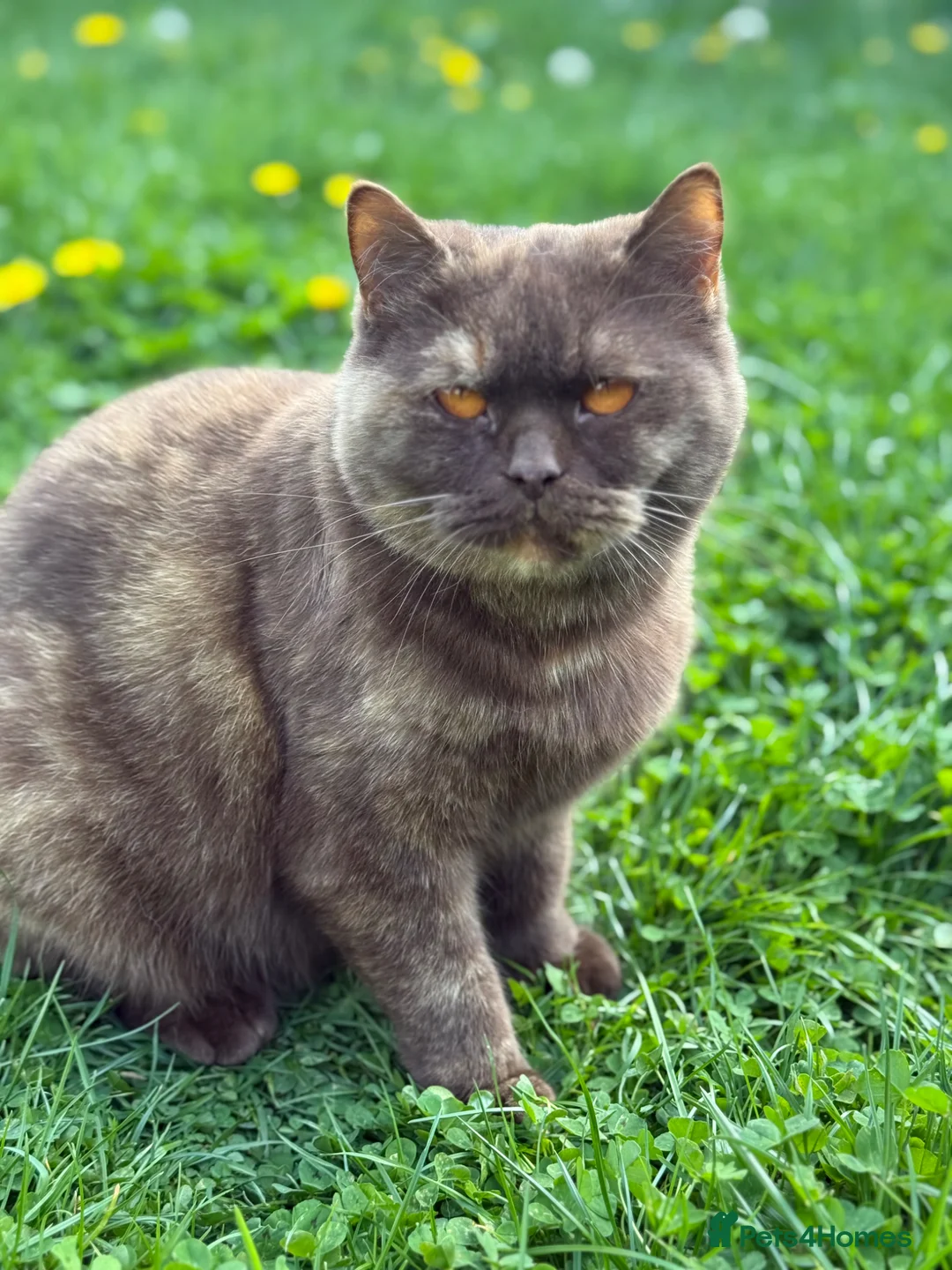 British Shorthair cats for sale: BSH Chocolate Tortie girl - Advert 2