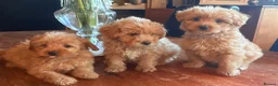 Cairn Terrier dogs for sale: STUNNING cairn-oodle pups 🐾 CUTE bundles of fluff - Advert 18