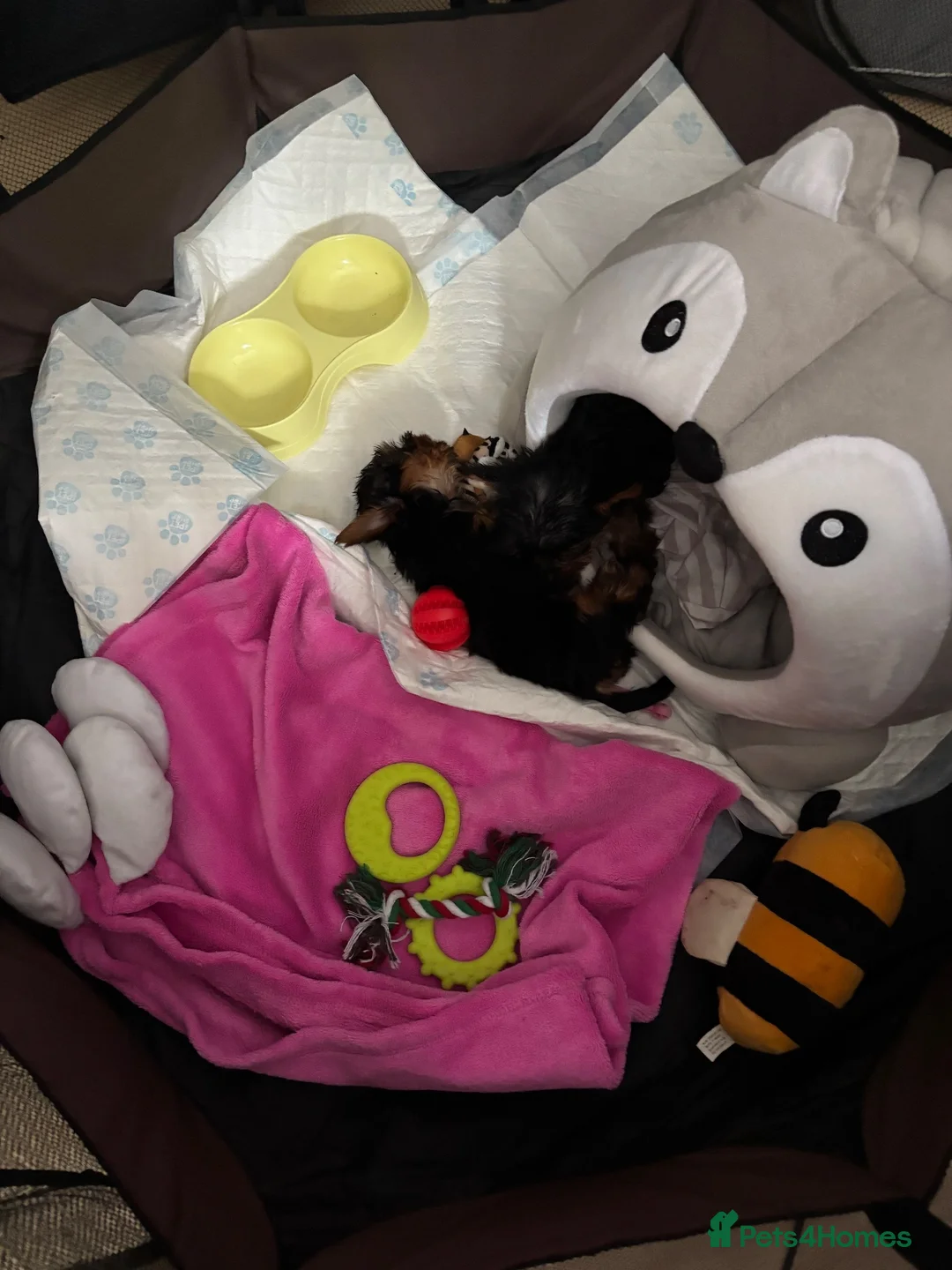 Yorkshire Terrier dogs for sale: 2x Tiny Yorkshire Terrier Puppies - Advert 16