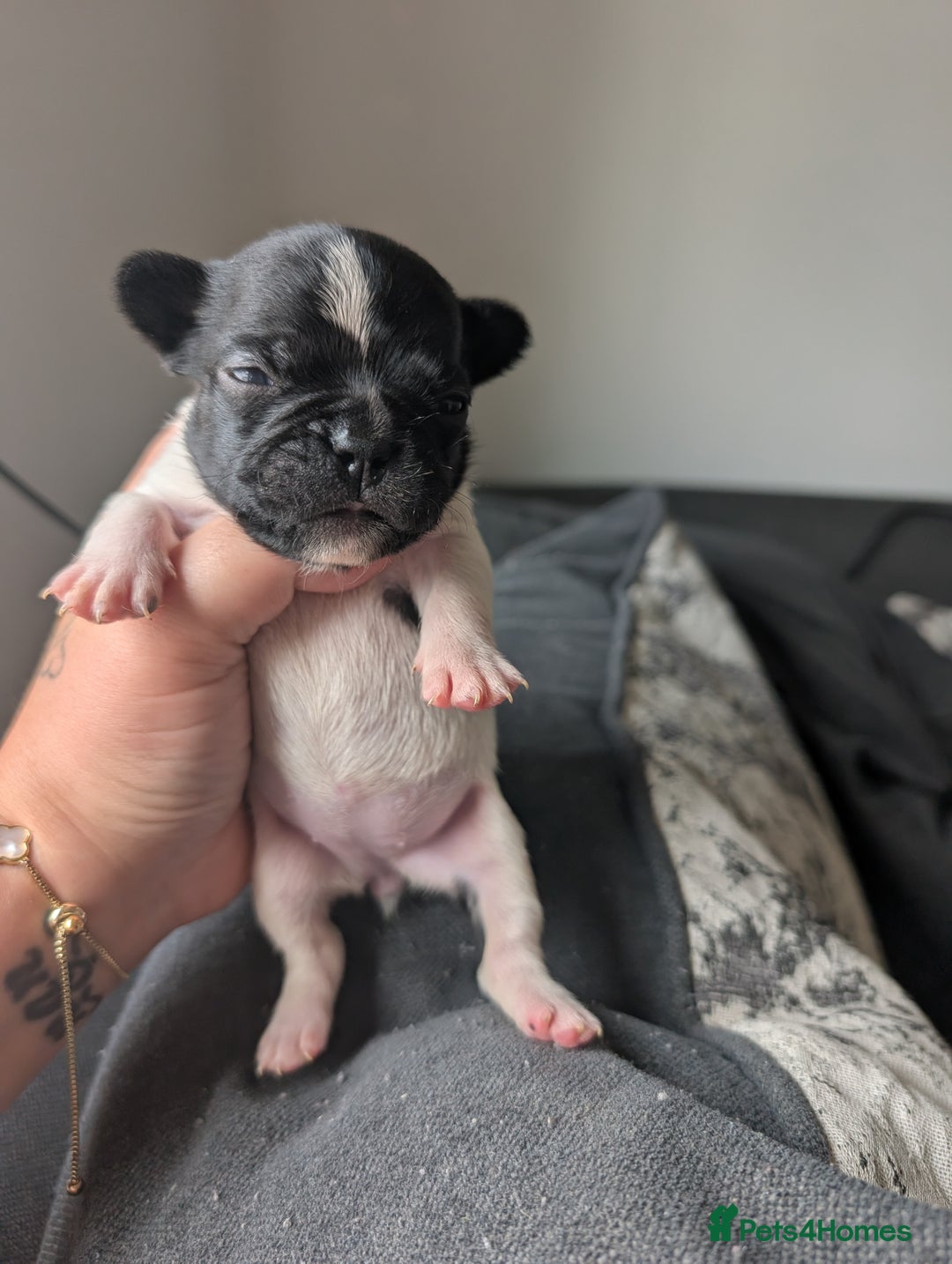 French Bulldog dogs for sale: Frenchie pups for sale  - Image 5