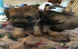 Border Terrier dogs for sale: Adorable Border terrier puppies  - Advert 9