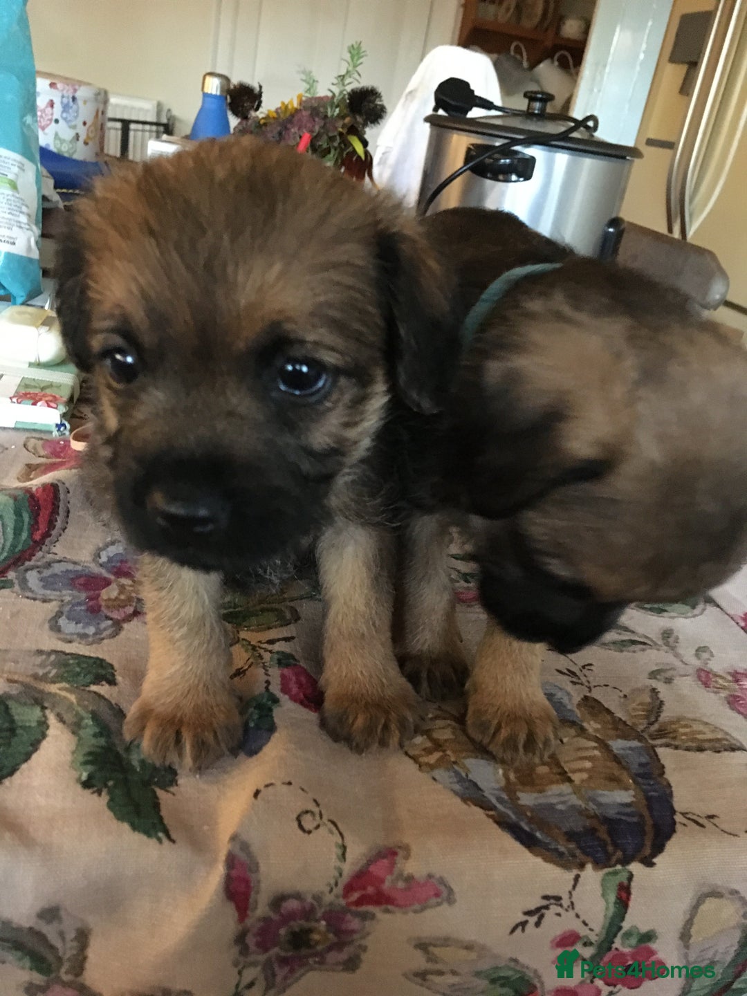 Border Terrier dogs for sale: Adorable Border terrier puppies  - Advert 9