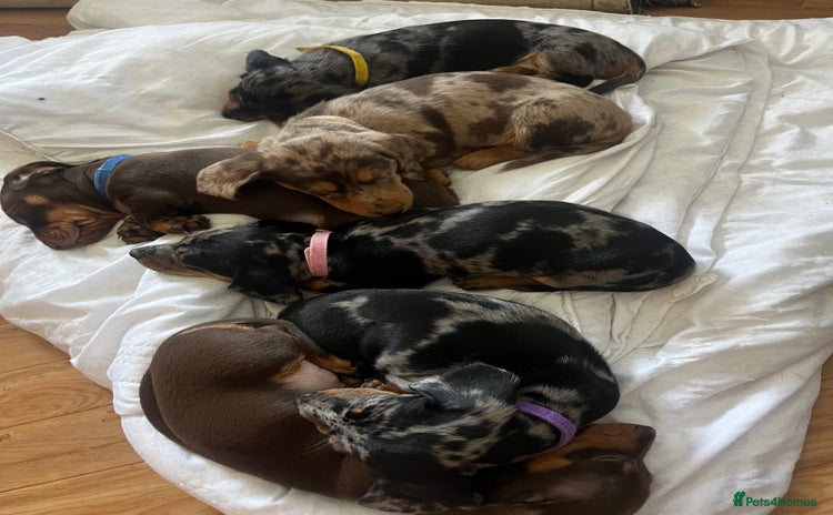 Miniature Dachshund dogs - Advert 1