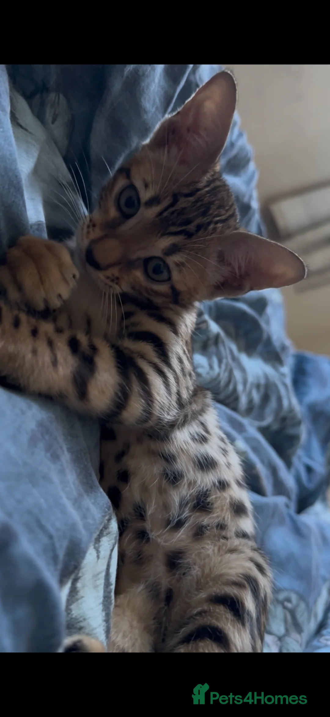 Bengal cats for sale: Gorgeous Bengal kitten male 2 months  - Advert 2