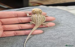 Bearded Dragon reptiles for sale: Mix of hypo trans dunner blue bar het zeros - Image 6