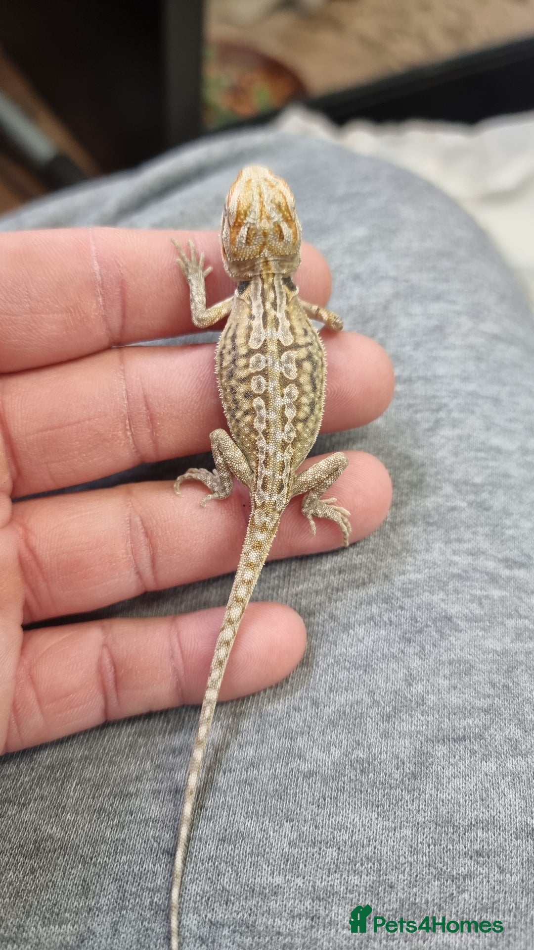 Bearded Dragon reptiles for sale: Mix of hypo trans dunner blue bar het zeros - Image 6