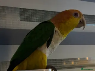 Parrots birds Yellow headed Caique - Advert 2