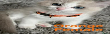 Orange Ragdoll 