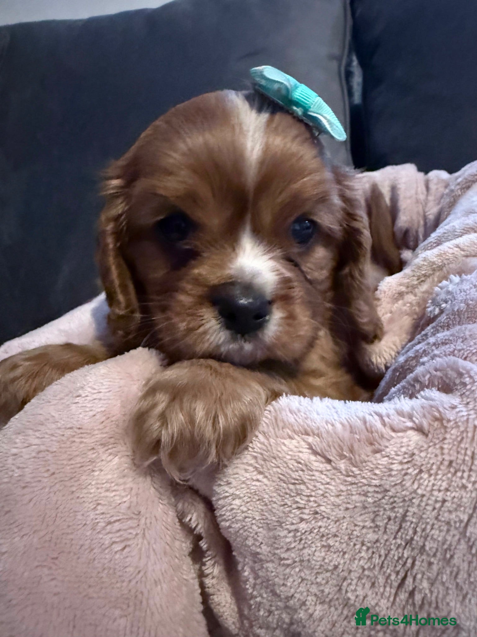 Cavalier King Charles Spaniel dogs Beautiful KC Registered Litter - Advert 1