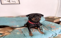 Mixed Breed dogs for sale: Shepweilers - Image 7