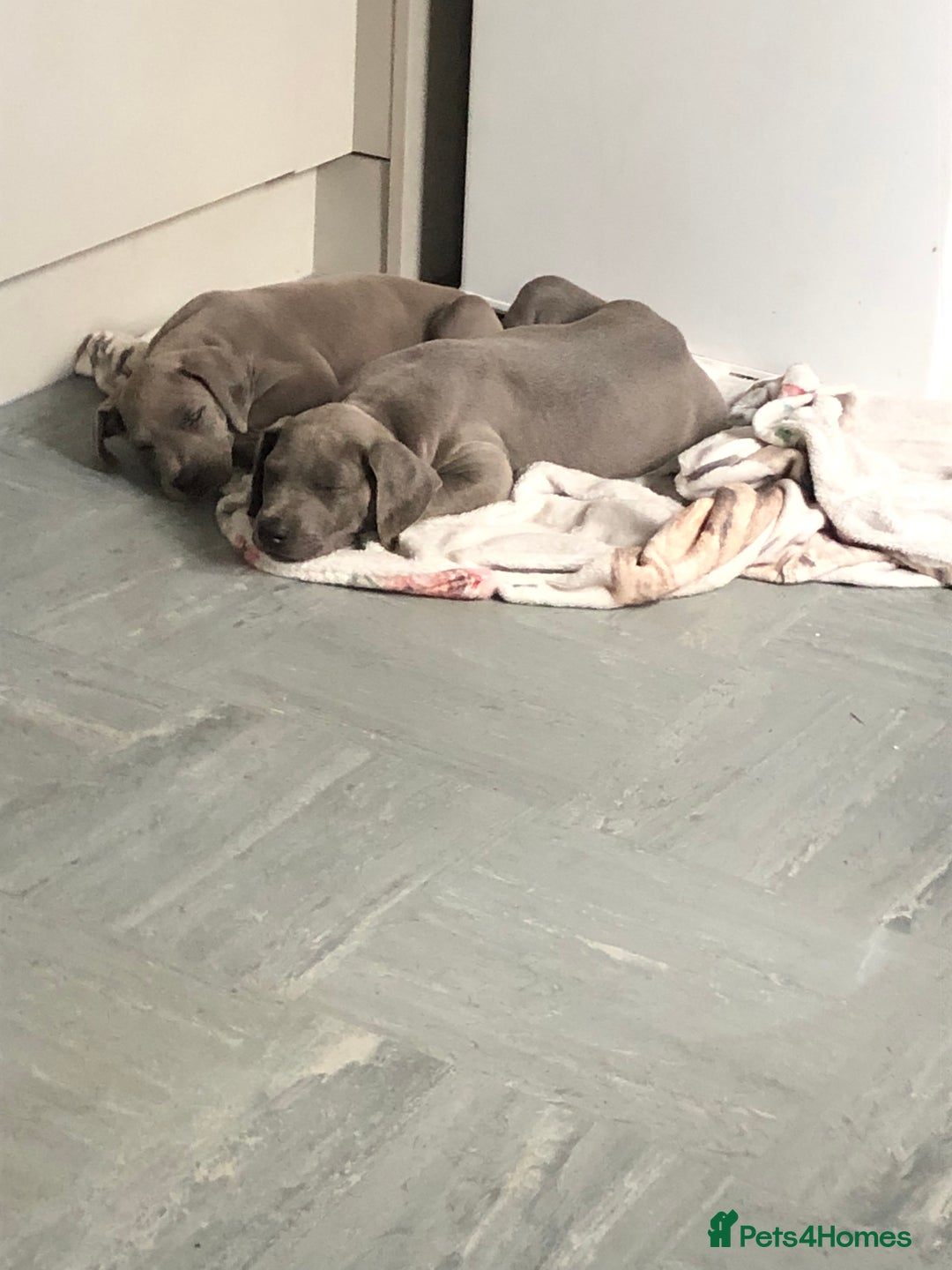 Great Dane dogs for sale: Blue Great Dane puppies - Advert 7