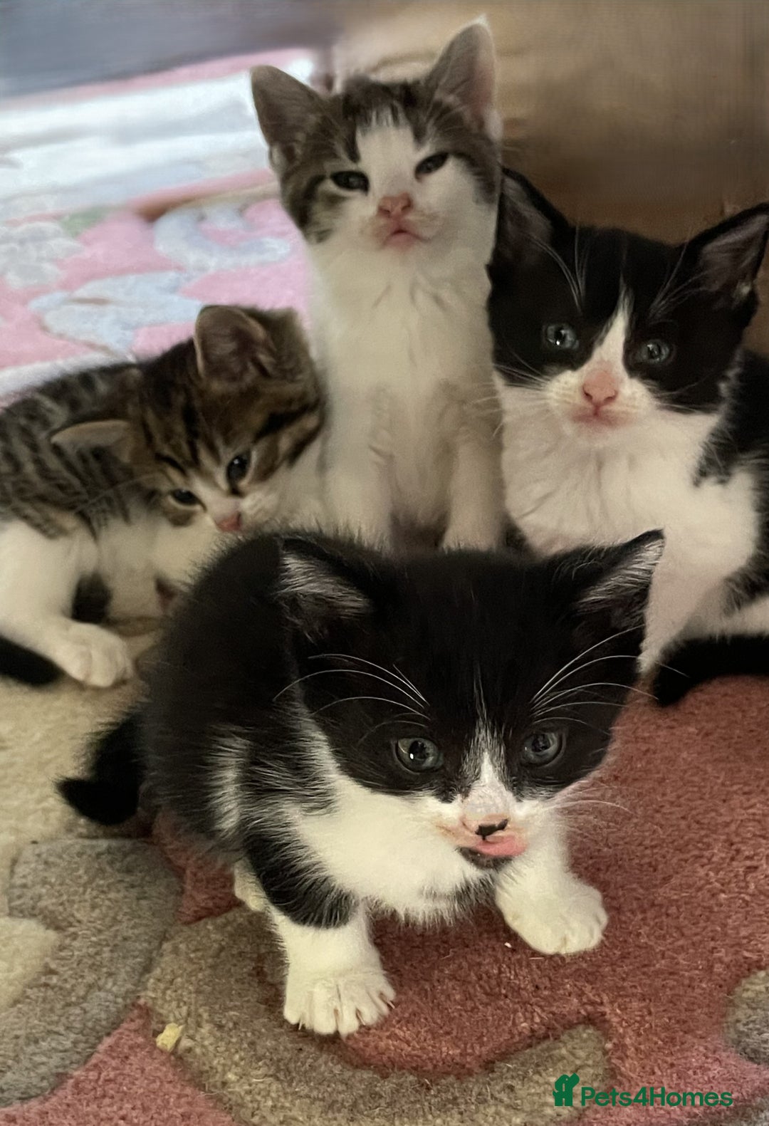 Mixed Breed cats for sale: 4 Sweet tempered kittens looking for loving homes - Image 18