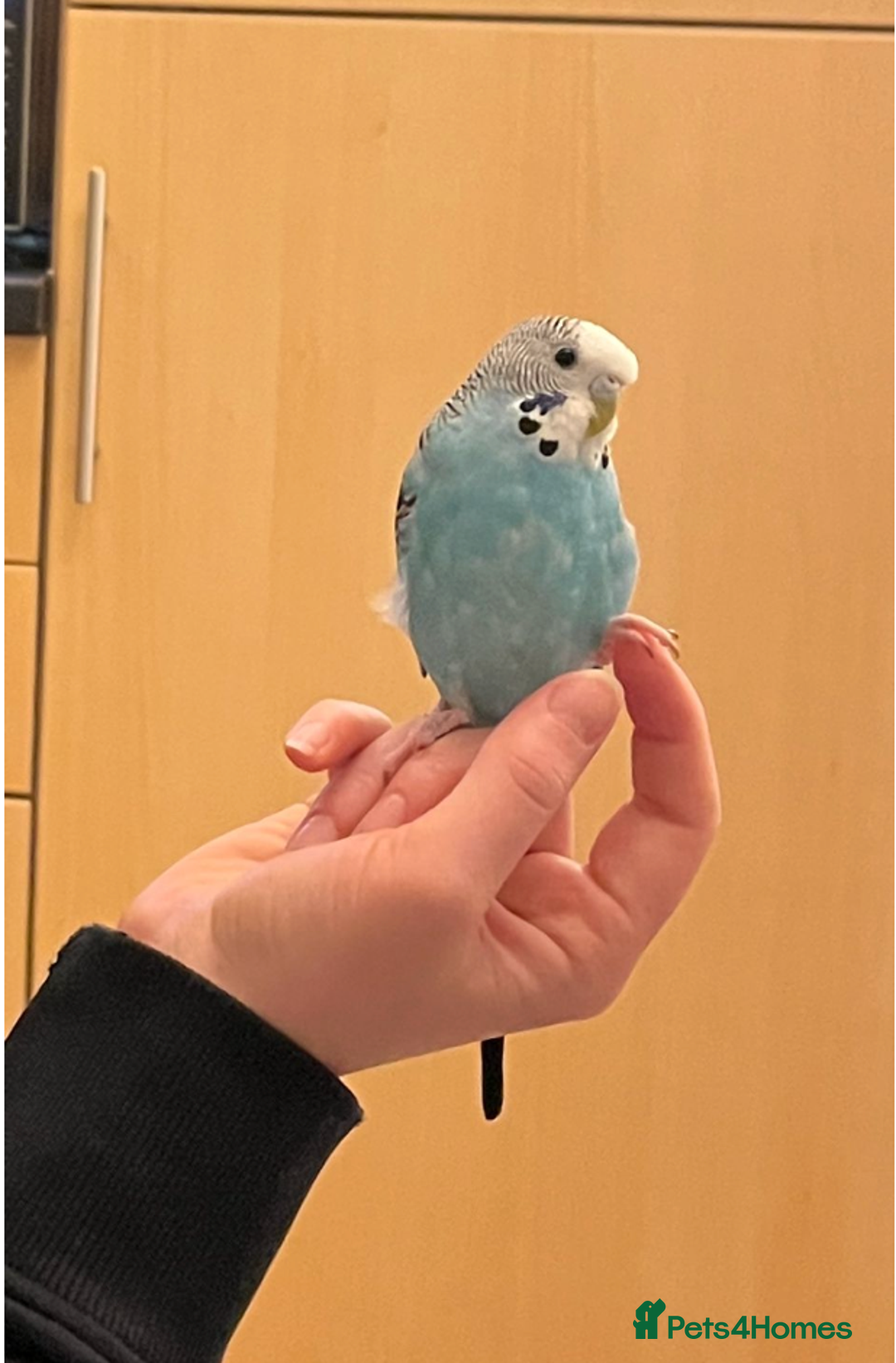 Budgerigars birds for sale: Tame budgies with cage and accessories and food - Image 4