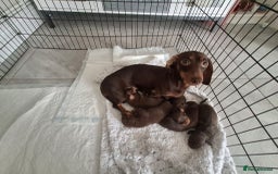 Miniature Dachshund dogs for sale: 5 Gorgeous chocolate and tan miniature dachshunds - Image 9