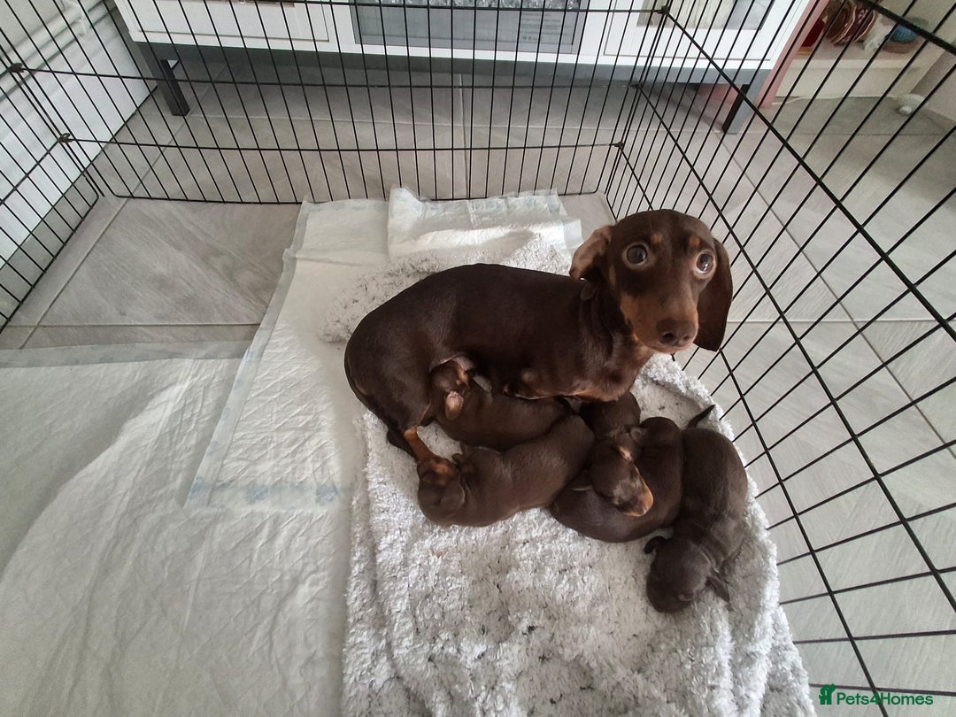Miniature Dachshund dogs for sale: 5 Gorgeous chocolate and tan miniature dachshunds - Image 9