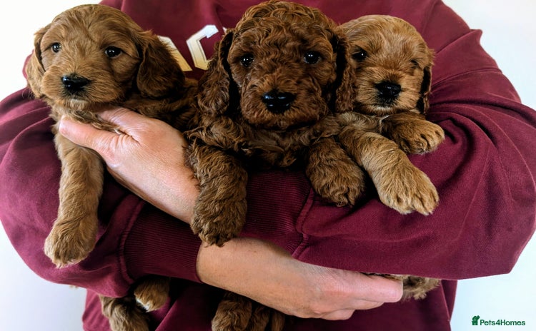 Goldendoodle dogs - Advert 2