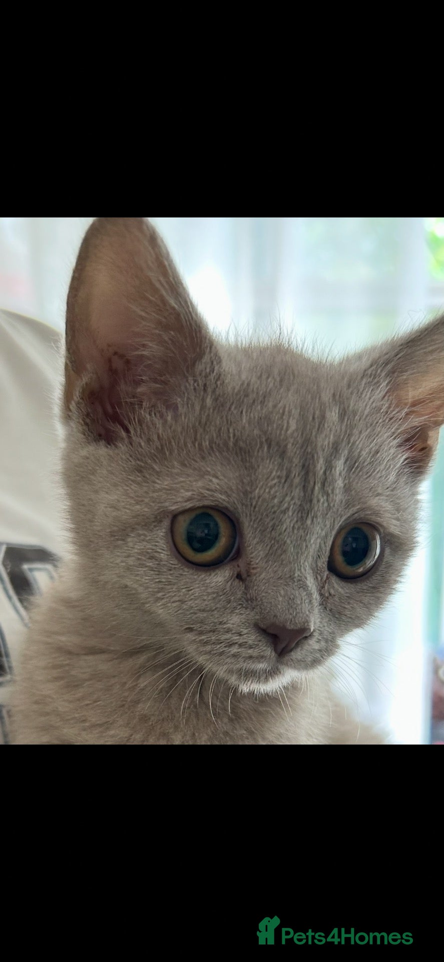 British Shorthair cats Beautiful British short hair x Russian blue  - Advert 1