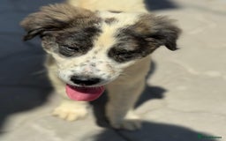 Mixed Breed dogs for adoption: ODIN, a superb young boy - for a Loving Home - Image 23