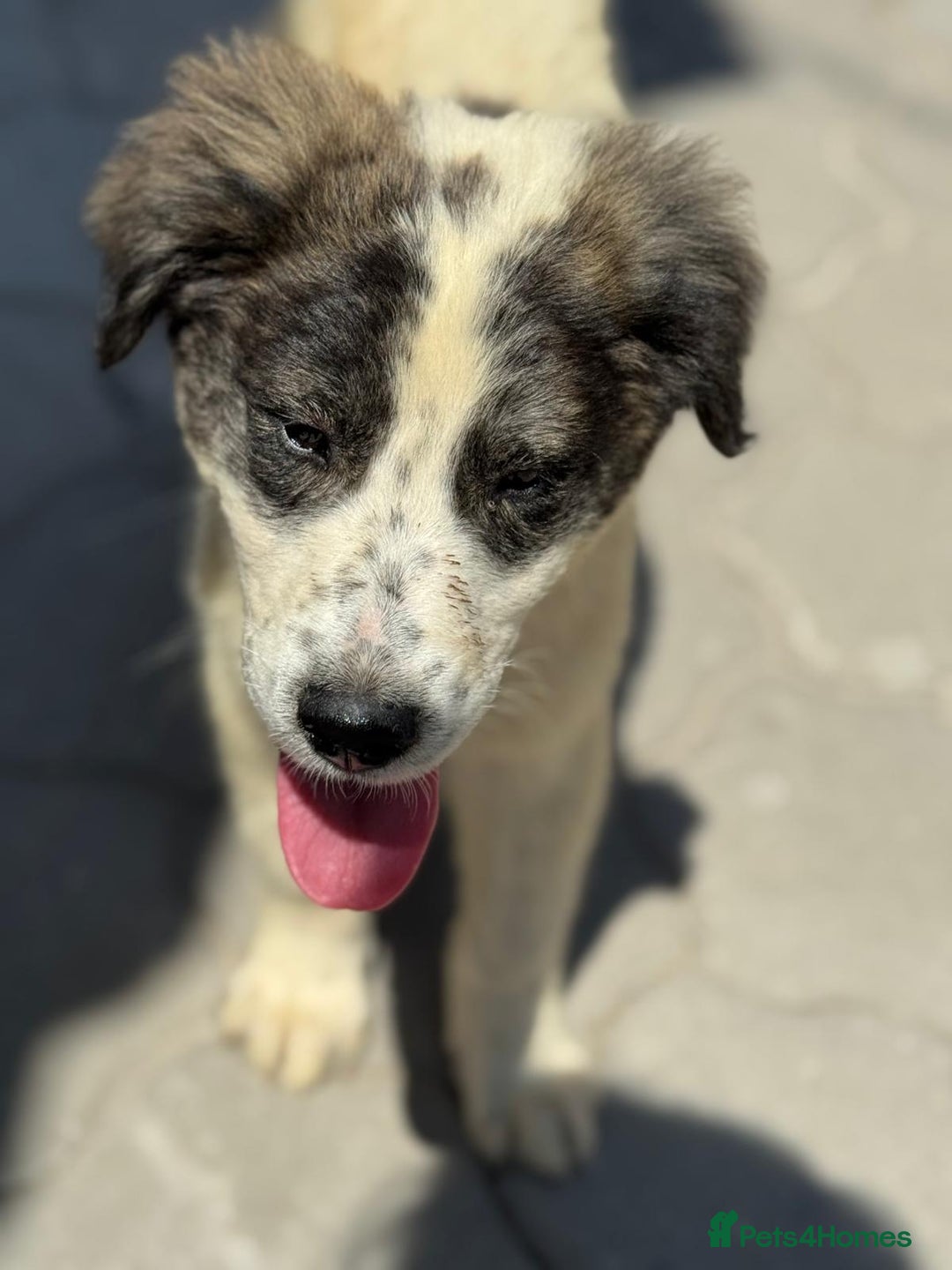 Mixed Breed dogs for adoption: ODIN, a superb young boy - for a Loving Home - Image 23