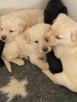 Labrador Retriever dogs - Advert 1