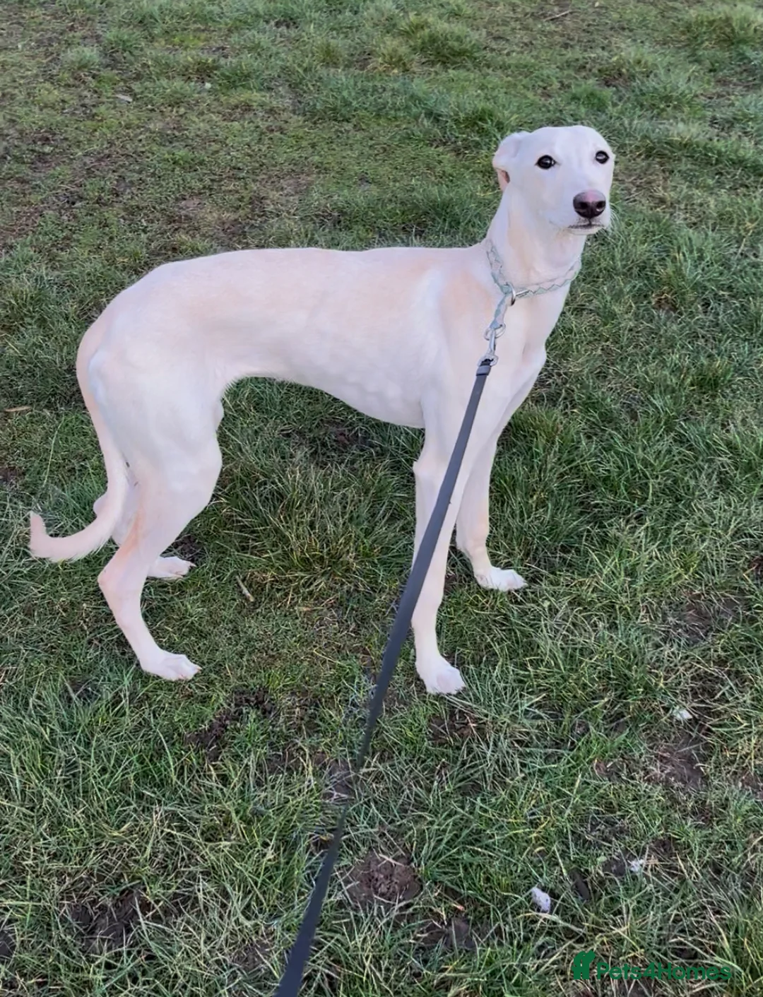 Mixed Breed dogs for sale: 6 month old Lurcher male - Advert 5