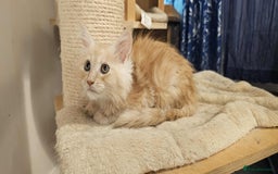 Maine Coon cats for sale: GCCF registered MC kittens  - Image 9