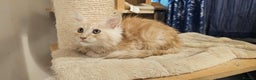 Maine Coon cats for sale: GCCF registered MC kittens  - Advert 9