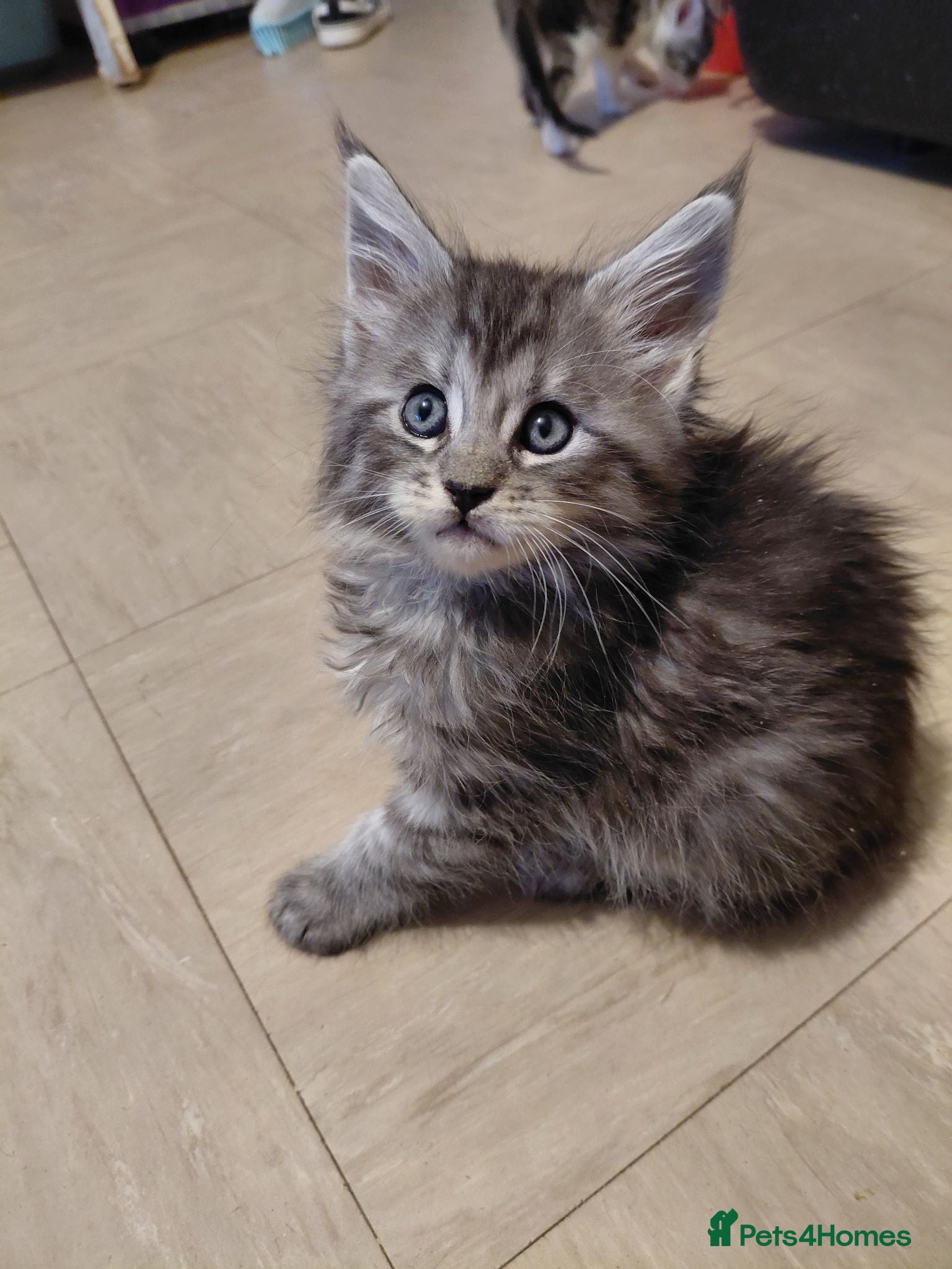 Mixed Breed cats 3/4 Maine coon. 1/4 sphynx - Advert 14
