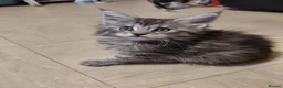 Mixed Breed cats for sale: 3/4 Maine coon. 1/4 sphynx - Advert 14