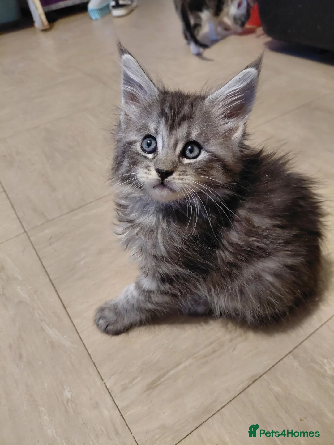 Mixed Breed cats for sale: 3/4 Maine coon. 1/4 sphynx - Advert 1